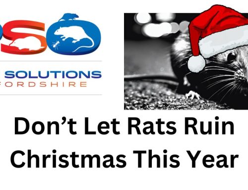 Rats for Christmas in Oxfordshire