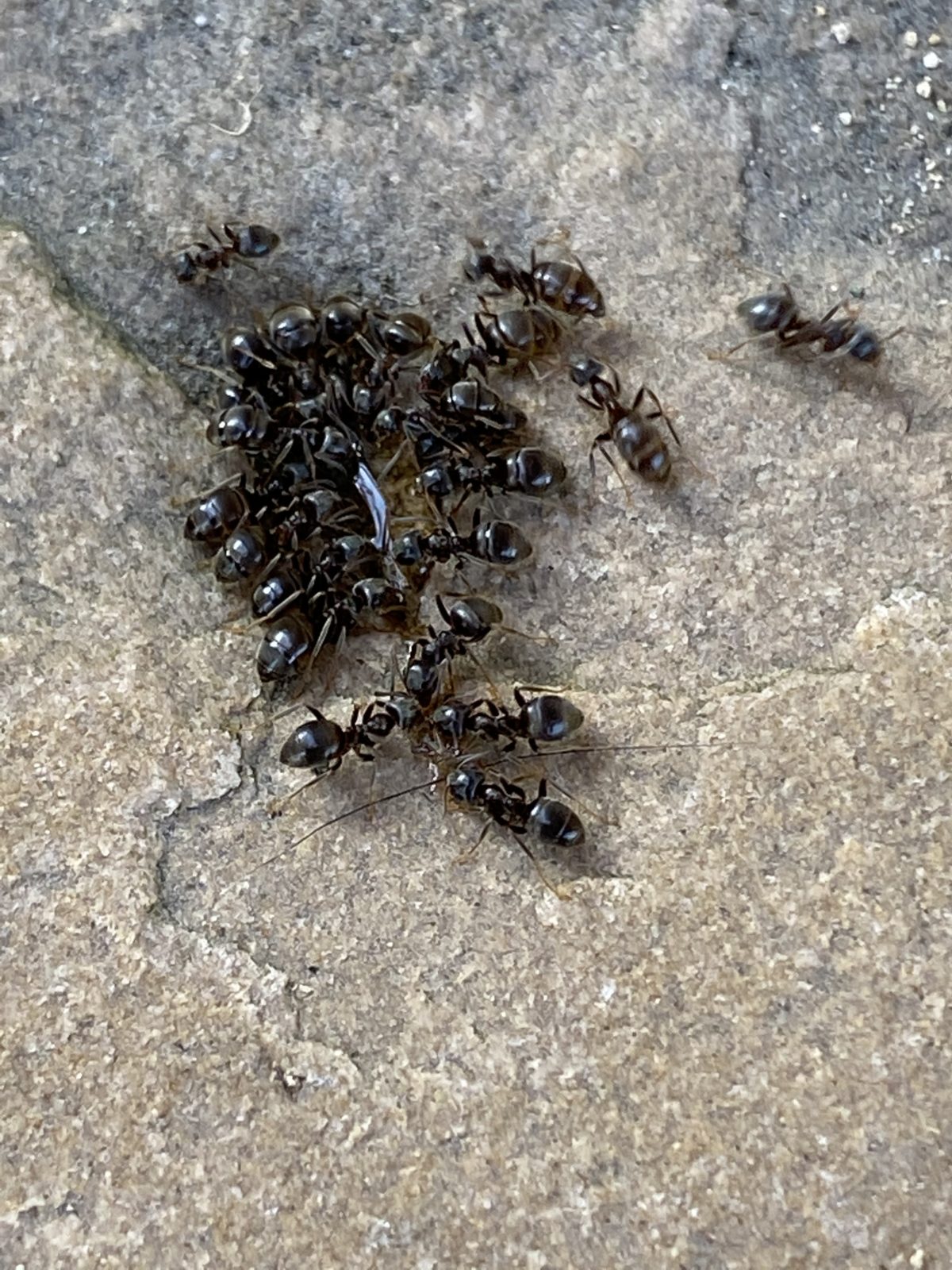 Below are three photographs taken by us to show how they instantly feed