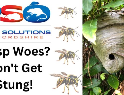 Wasp Woes? Don’t Get Stung!