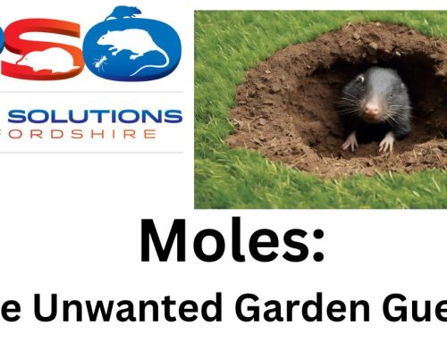 Moles: The Unwanted Garden Guests