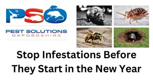 Stop Infestations Before They Start in the New Year