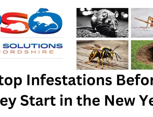 Preventative Pest Control: Stop Infestations Before They Start in the New Year