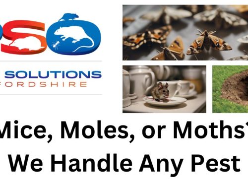 Mice, Moles, or Moths? We Handle Any Pest