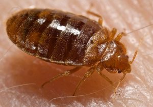 Bed bug Climex lectularius