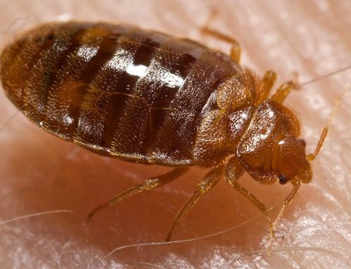Bedbugs: How to Identify, Treat, and Prevent Infestations