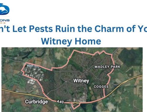 Don’t Let Pests Ruin the Charm of Your Witney Home: A Guide to Local Pest Control